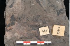 Foto (Detailansicht) von Pecopteris sp. (NHMW-GEO-2024-0188-10484)